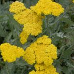 Yarrow