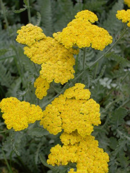 Yarrow