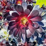 Aeonium Varieties