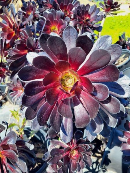 Aeonium Varieties