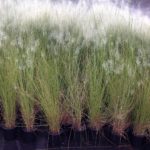 Muhlenbergia capillaris White Cloud
