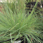 Eragrostis Wind Dancer