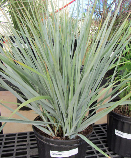 Leymus condensatus Canyon Prince