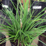 Liriope spicata