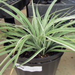 Liriope Silver Dragon