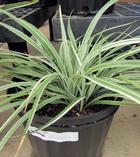 Liriope Silver Dragon