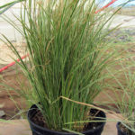 Carex elegantissima