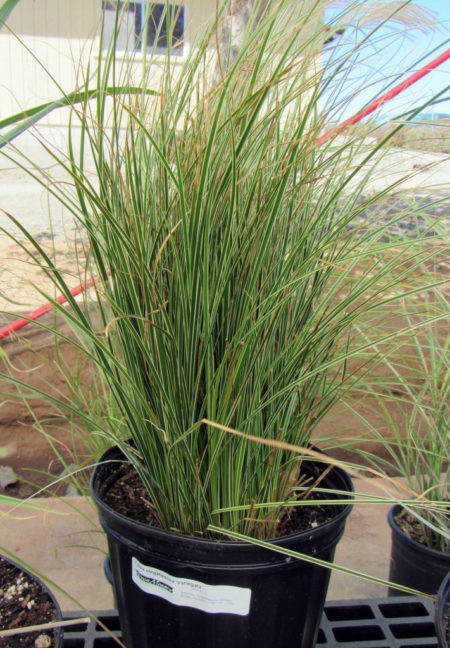 Carex elegantissima
