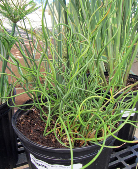 Juncus Curly Wurly