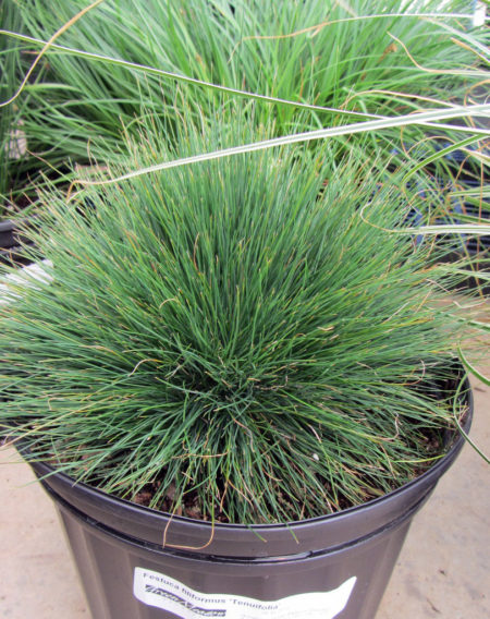 Festuca filiformus