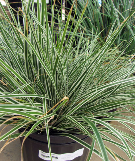 Carex Everest