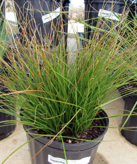 Carex testacea Orange Sedge
