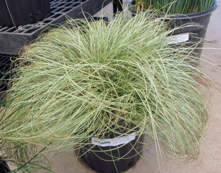 Carex comans Frosted Curls