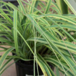 Carex trifida rekohu Sunrise