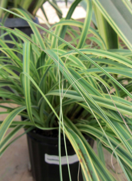 Carex trifida rekohu Sunrise