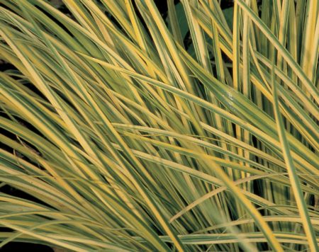 Golden Variegated Sweet Flag