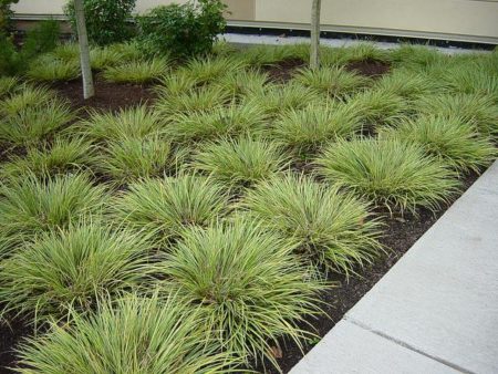 Variegated White Striped Sweet Flag - Image 2