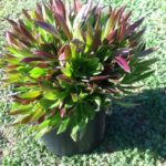 Aeonium Cabernet Fluffy
