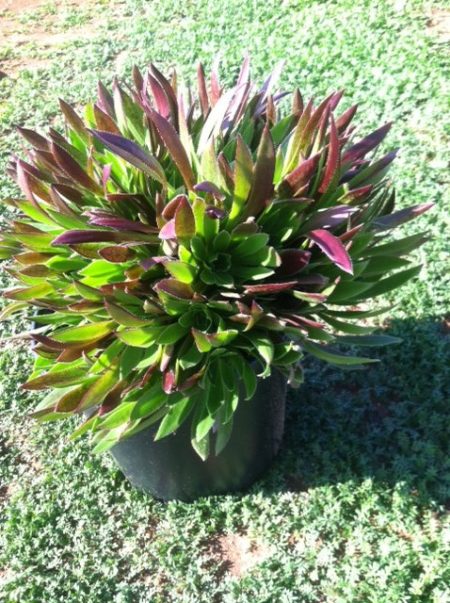 Aeonium Cabernet Fluffy