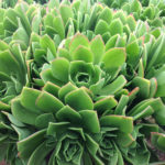 Aeonium Jolly Green