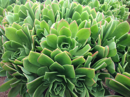 Aeonium Jolly Green