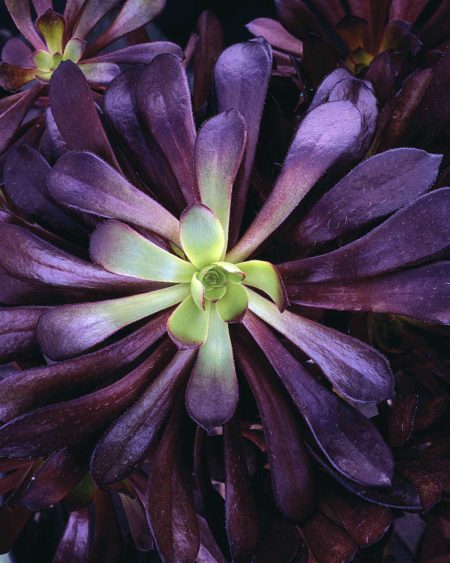 Zwartkop