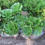 Salad Bowl