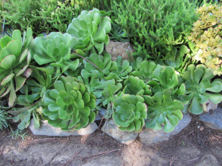 Salad Bowl