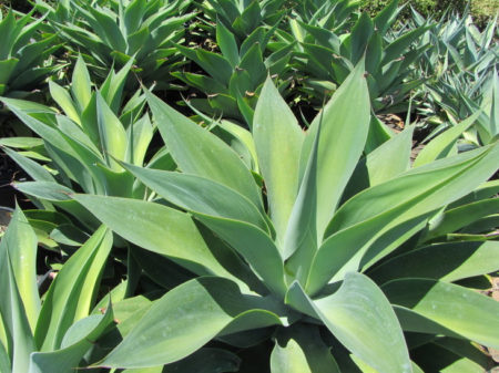 Fox Tail Agave