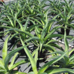 Tentacles or Octopus Agave