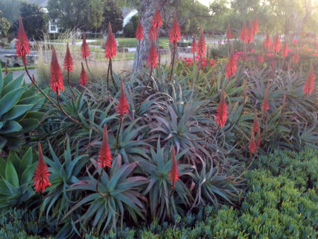 Torch Aloe - Image 2