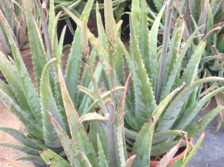 Aloe vera