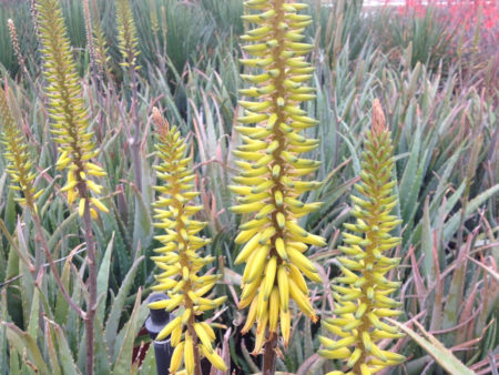 Medicine Plant - Image 2