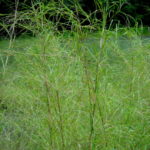 Bamboo Muhly Grass