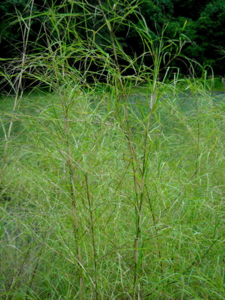Bamboo Muhly Grass