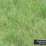 Blue Grama or Mosquito Grass