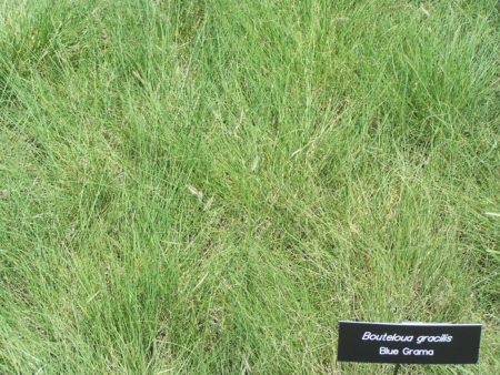 Blue Grama or Mosquito Grass