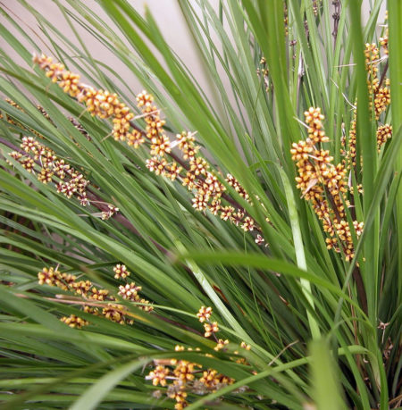 The Breeze - Image 6