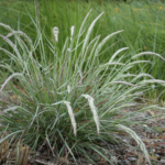Mendocino Reed Grass