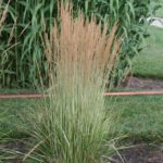 Feather Reed Grass