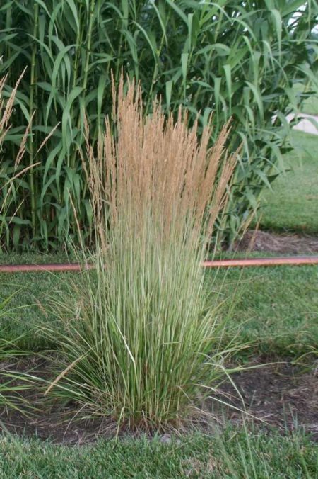 Feather Reed Grass