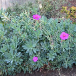 Shining Pink Rock Purslane