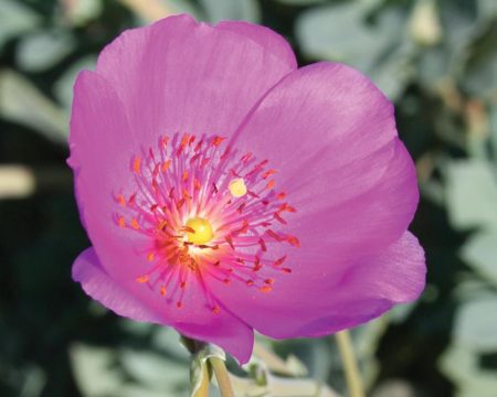 Calandrinia hybrid Shining Pink