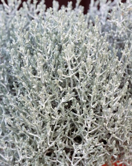 Silver Bush