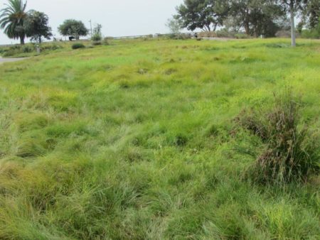 Pacific Wave - California Meadow Sedge - Image 8