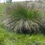 Juncus acutus