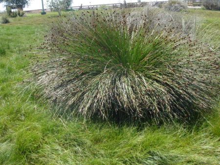 Juncus acutus