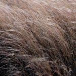 Leather Leaf Sedge