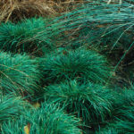 Berkeley Sedge