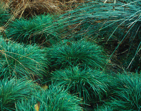 Berkeley Sedge